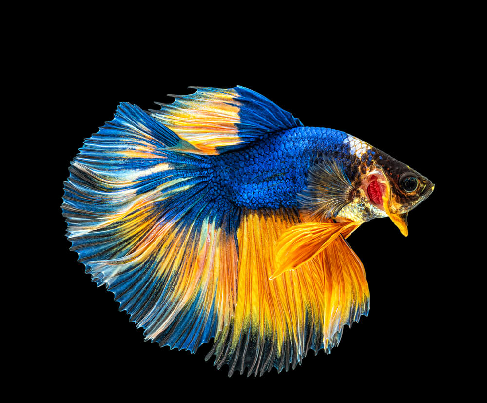 Picture of orange and blue halfmoon betta fish.