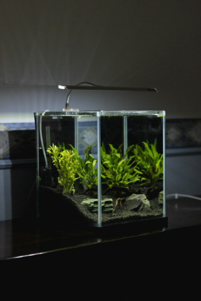 A large fish tank with plants and a light.