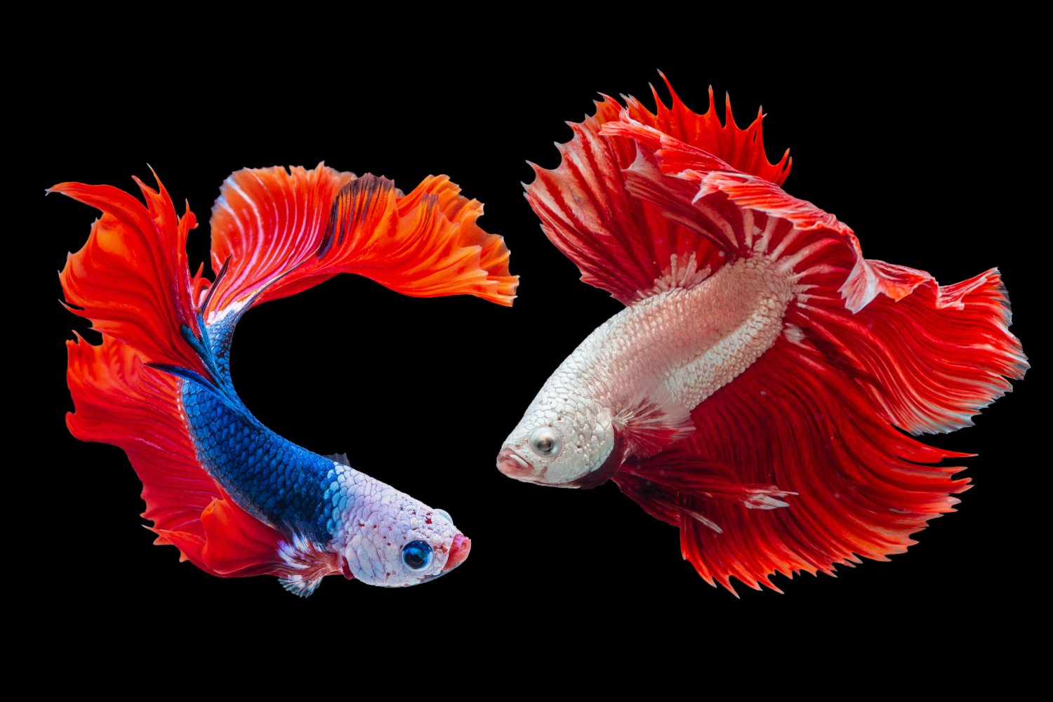 How many betta fish can live in a ten gallon tank?