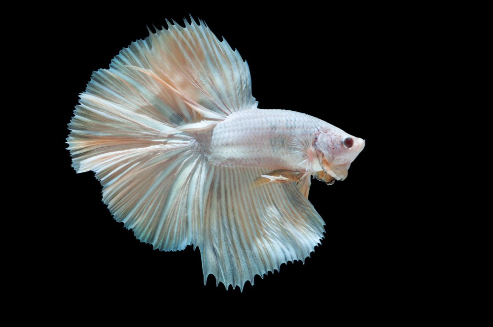 Close up of an Albino betta fish on a black background