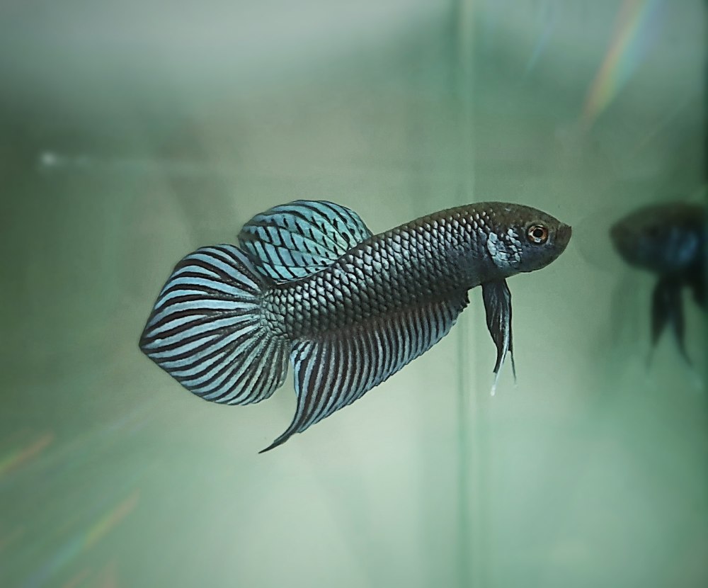 A blue iridescent green fish from the betta family