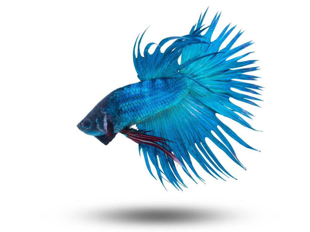 Close up up a blue crowntail betta on a white background