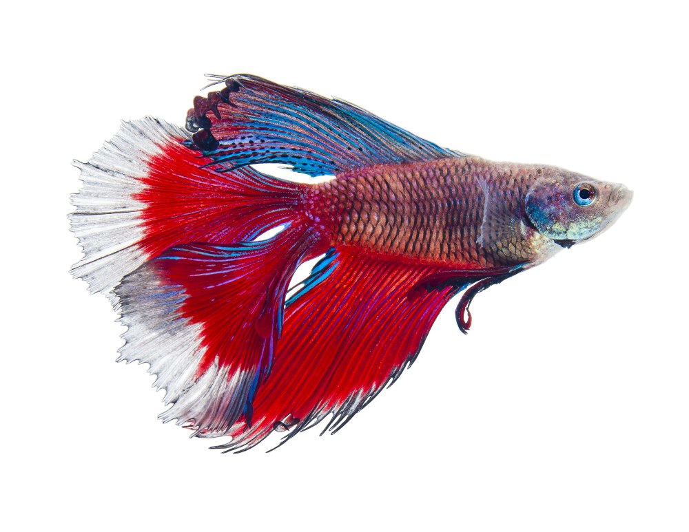 Close up of a red and blue double tail siamese fighting fish on white background