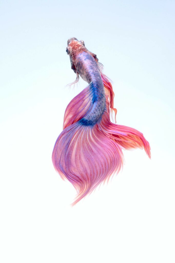 Ariel view of a pink and blue betta fish.