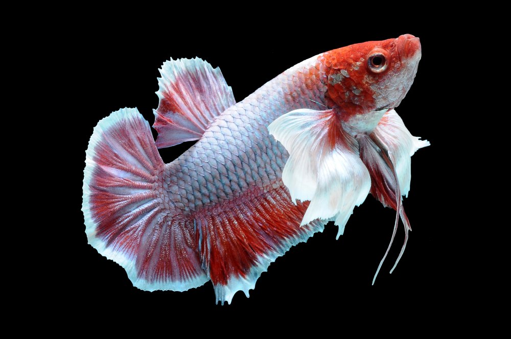 Close up of a red and white betta fish on a black background
