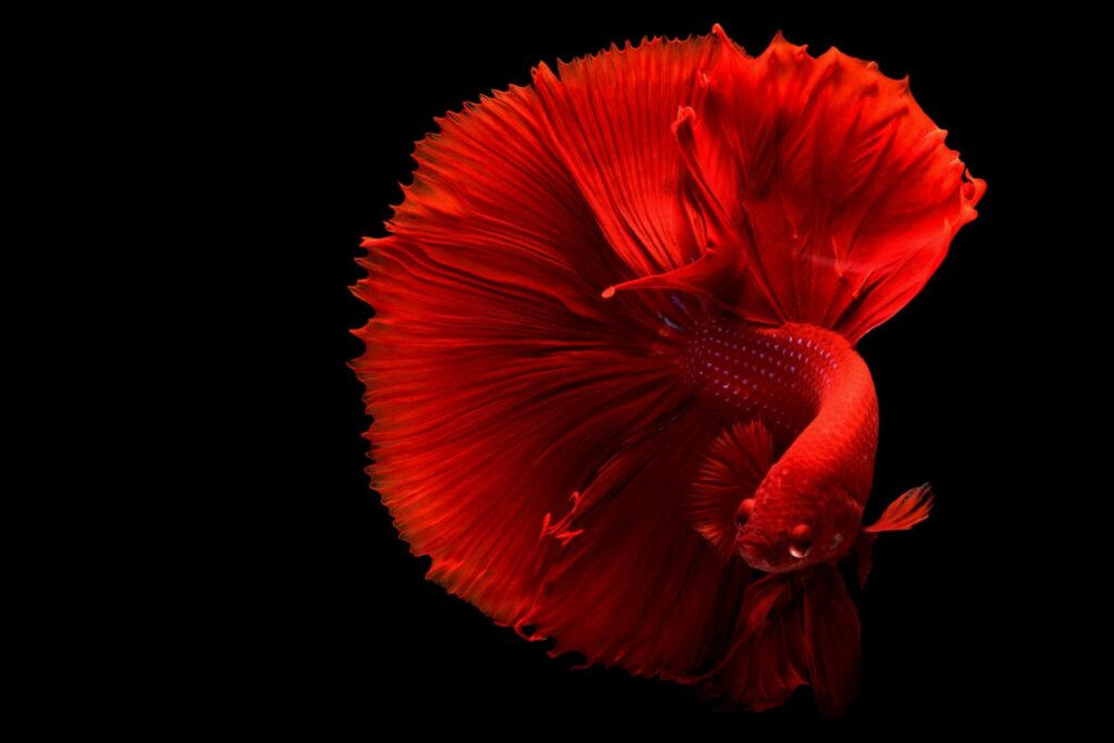 Red betta fish with flowy fins.