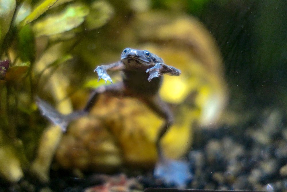 Macro shot of an African dwarf frog against a yellow and green background.