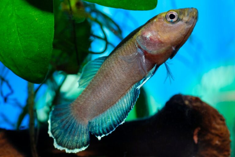 Betta Channoides: The Ultimate Guide