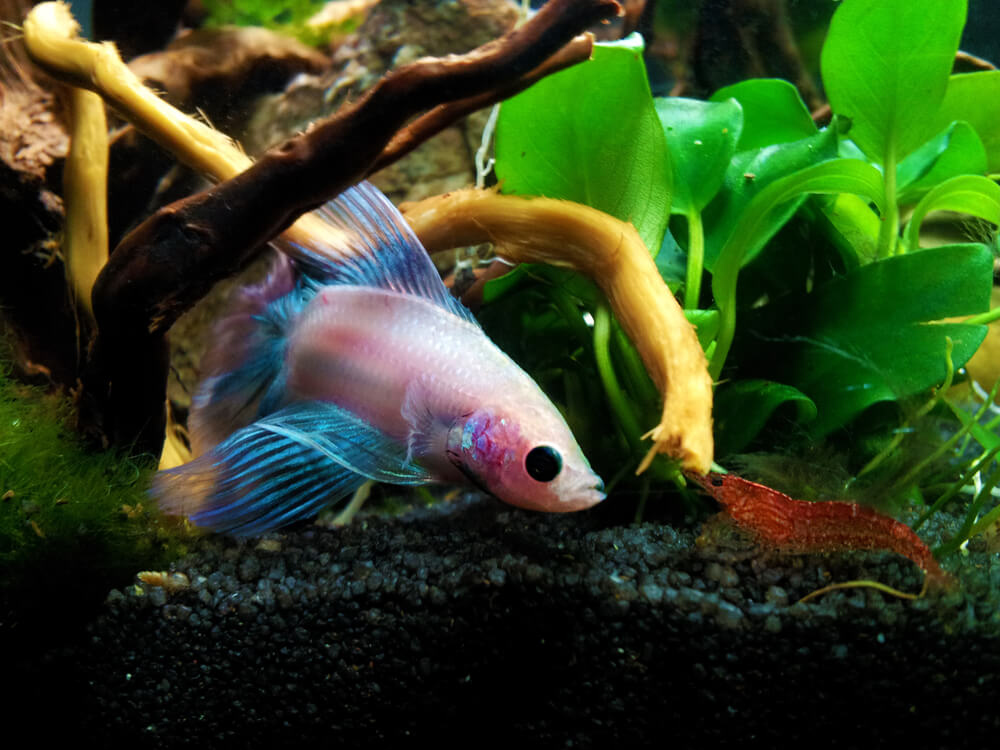 A pink and blue betta fish swimming with a small red cherry shrimp.