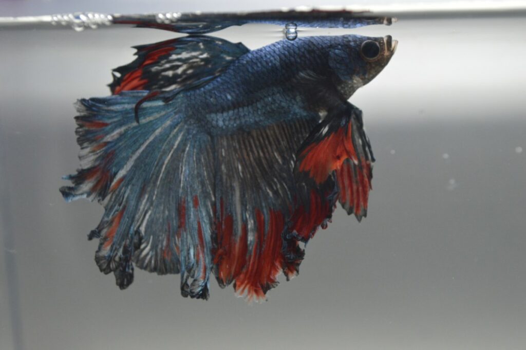 Betta fish with tattered fins.