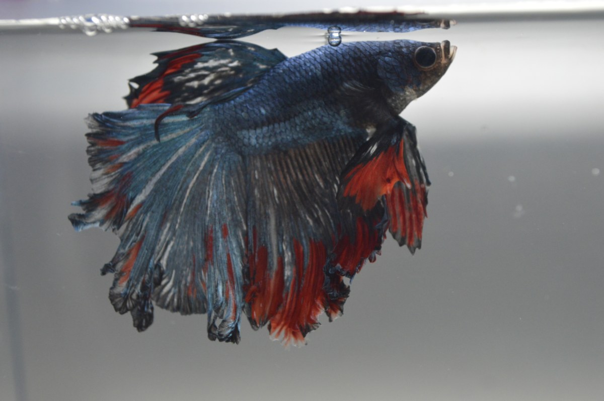 Betta fish with tattered fins.