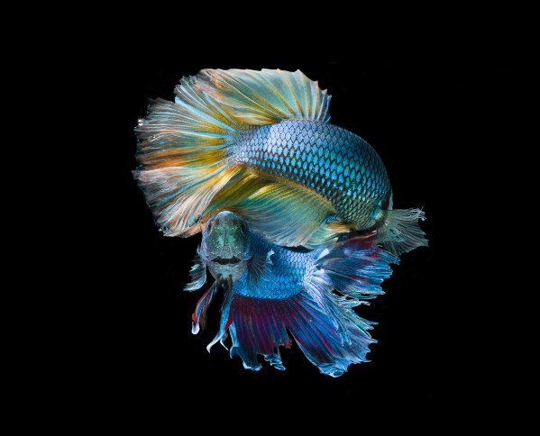 Two iridescent betta fish swimming against a black background