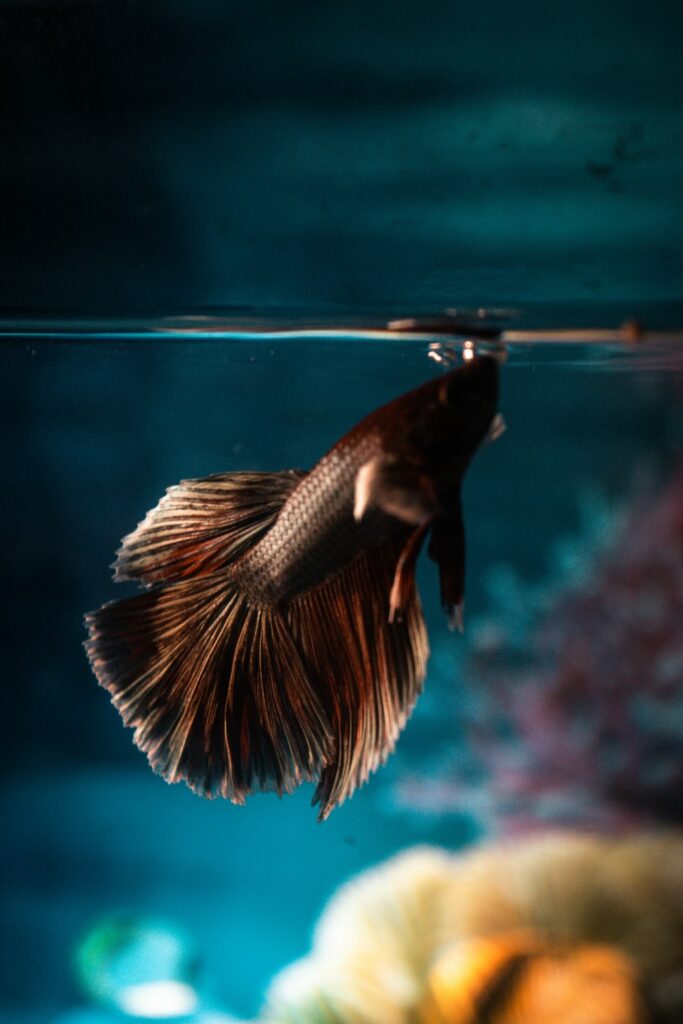 A red betta fish getting air at the waters surface against a blue background