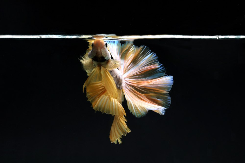 A betta fish eating food at the water surface against a black background.