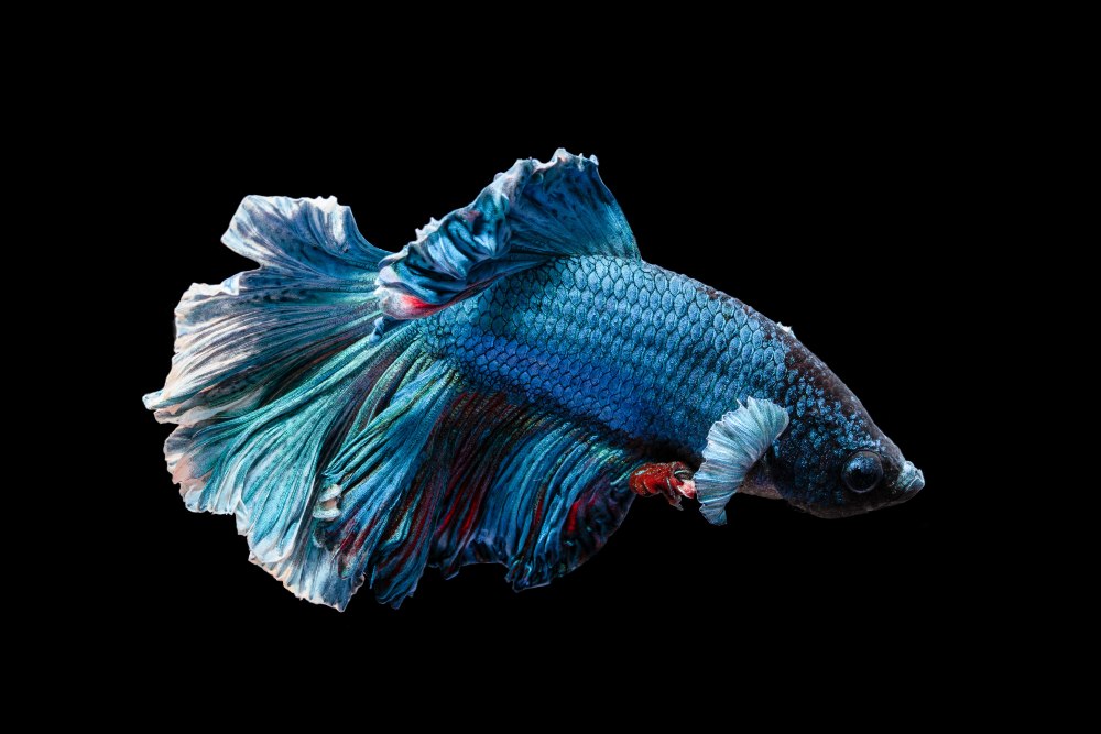 A blue betta fish against a black background