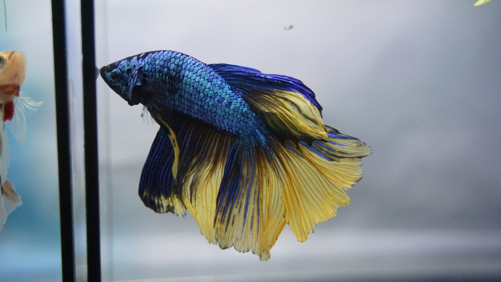 A blue and yellow betta fish inside a fish tank with a gray background