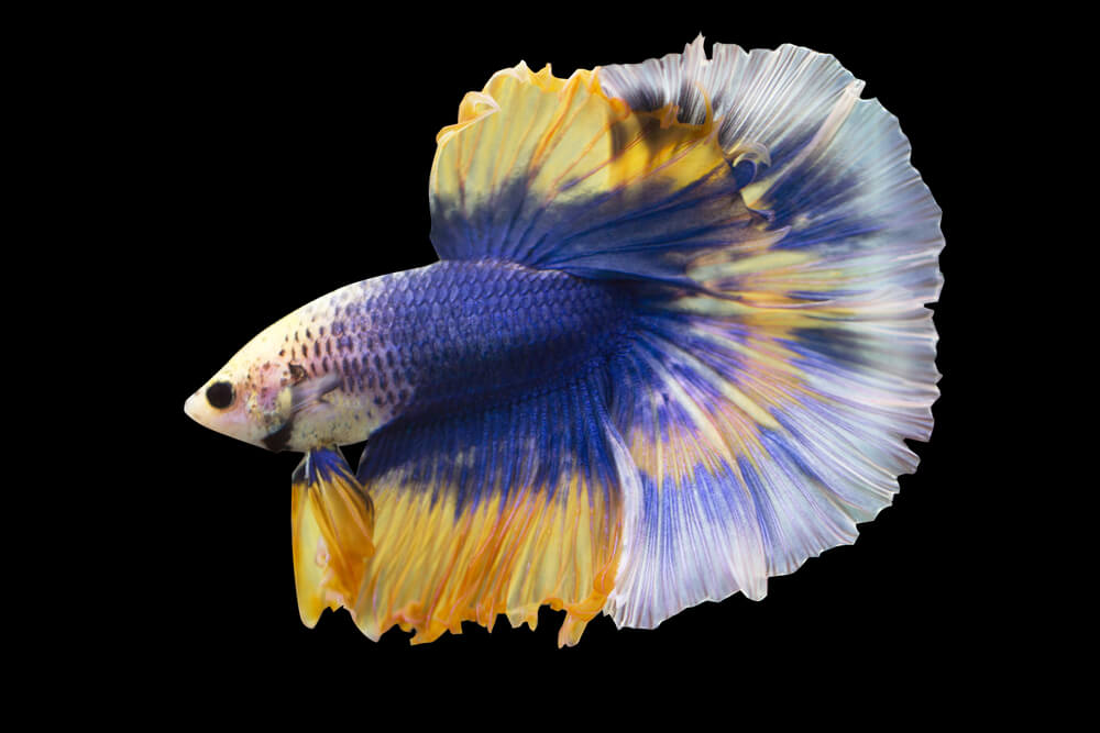 Blue and yellow betta fish.