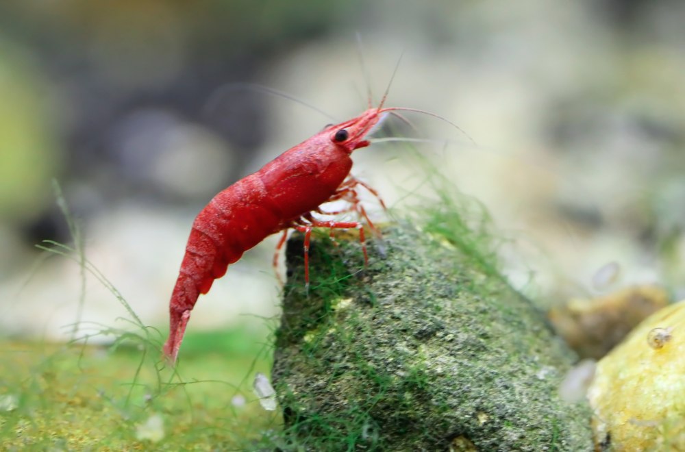 Red cherry shrimp on a rock in an aquarium.