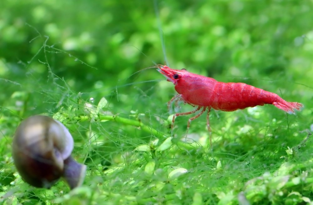 A red cherry shrimp and a snail on a green planted background.
