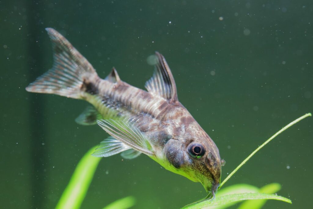 Closeup of a peppered cory catfish hovering over a leaf in a planted aquarium.