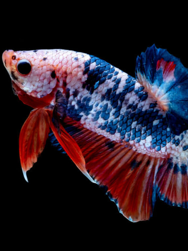 Red, white, and blue betta fish.