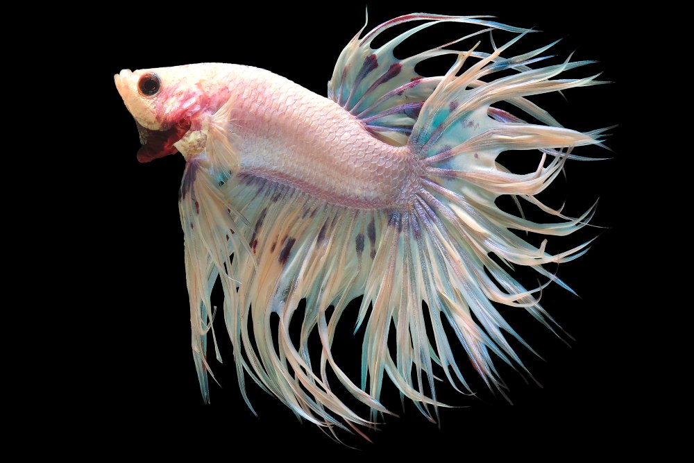 A white crowntail betta fish against a black background