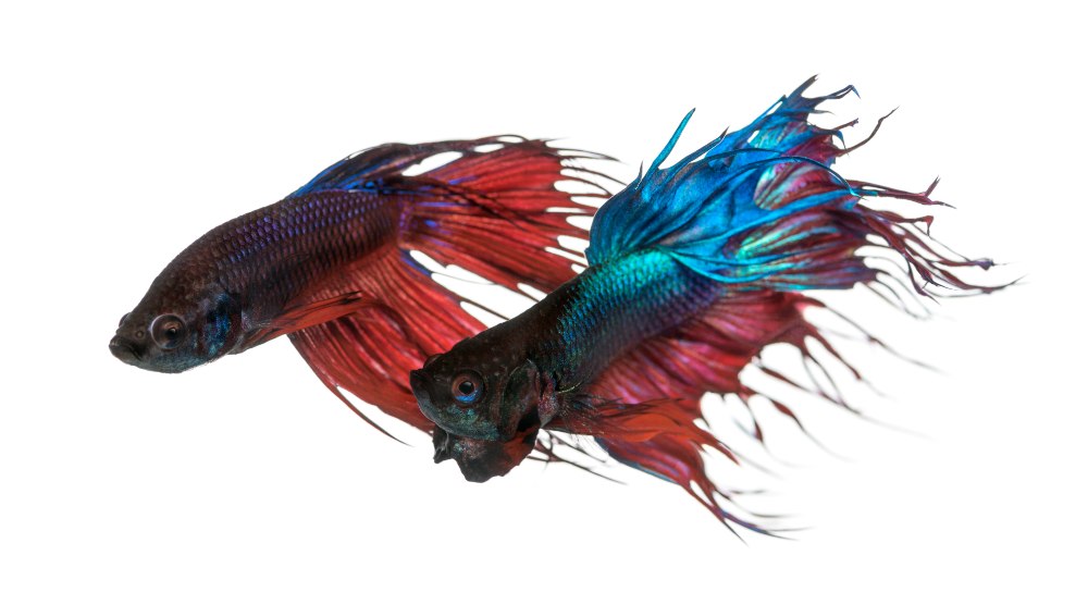 Two red and blue crowntail betta fish against a white background