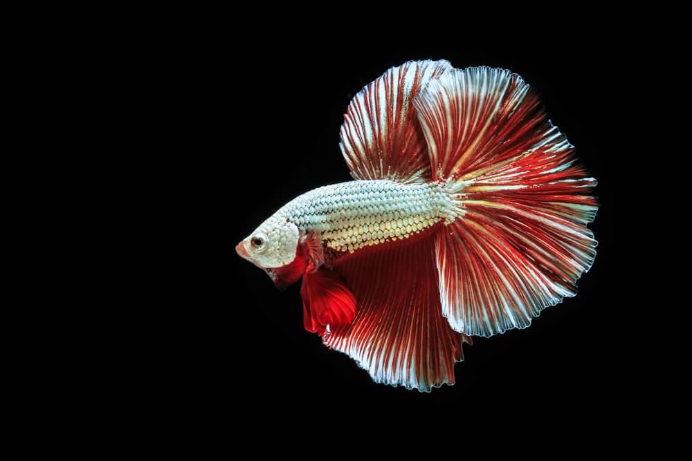 A white and red betta fish.