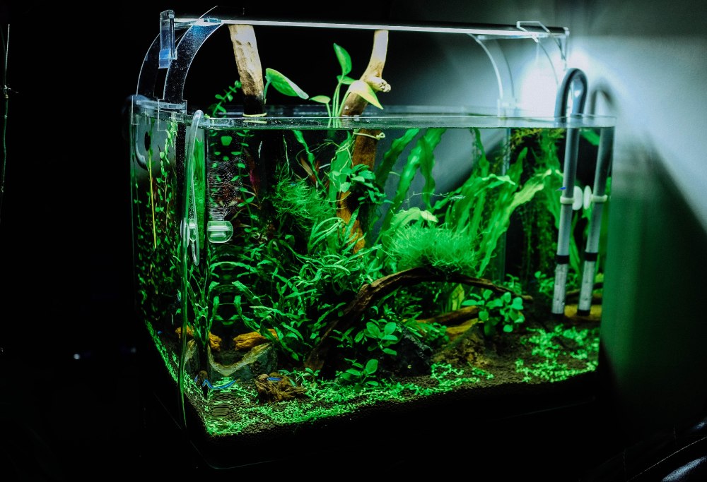 A fish tank with lots of green plants inside