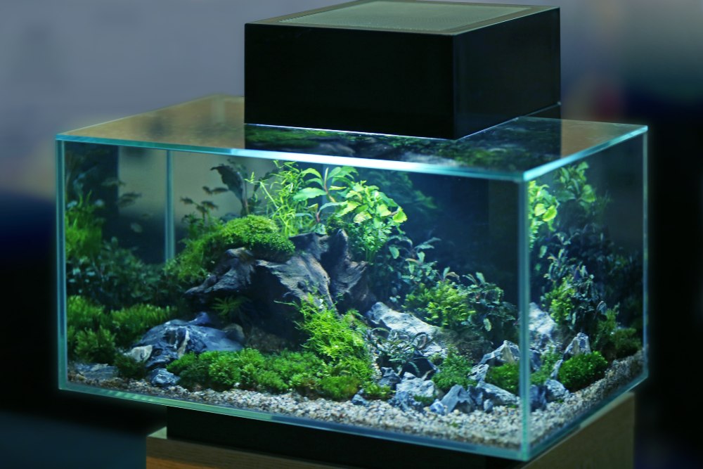 A fish-less aquarium filled with plants with blue lighting