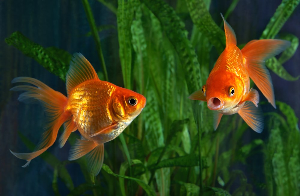 Two goldfish swimming in front of green plants