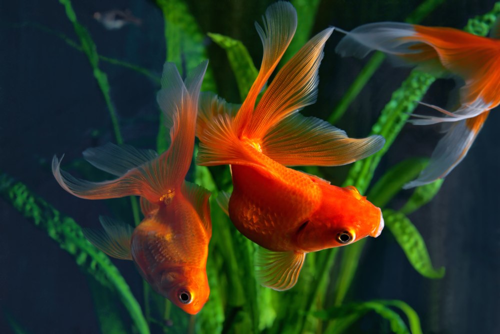 Close up of two goldfish swimming in front of a green plant in a fishtank.