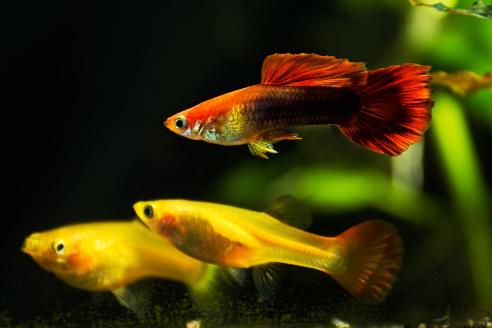 One red and two yellow guppies against a green background.