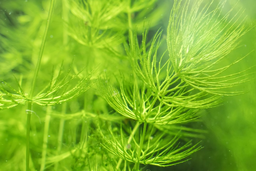 Close up picture of a hornwort plant