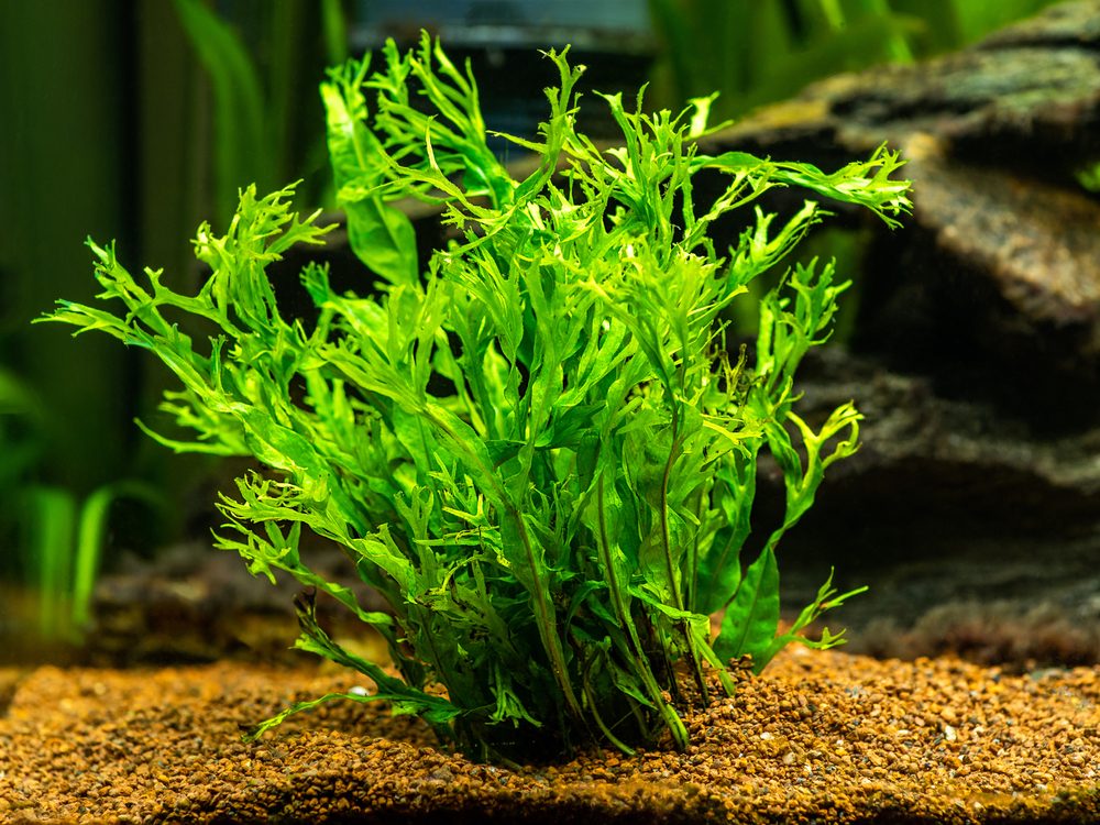 Green plant in fish tank.