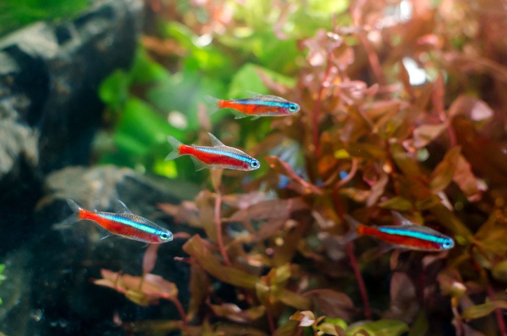 Four red and blue neon tetras swimming in a tank