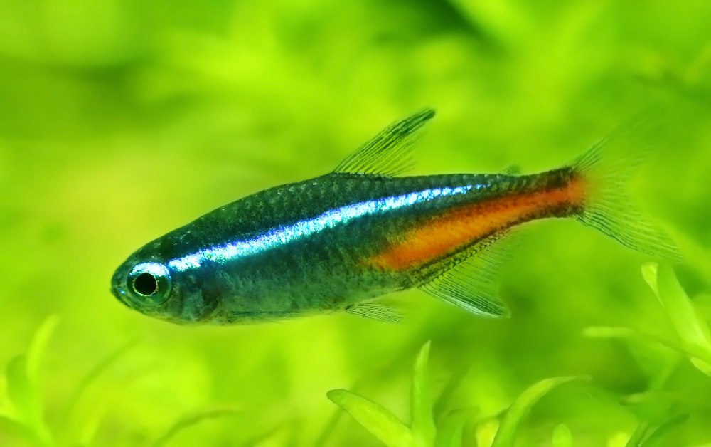 A macro picture of a blue neon tetra against a green background