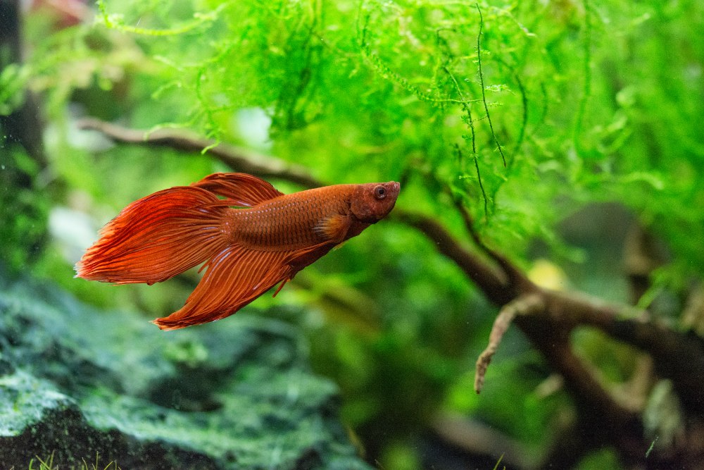 A red betta fish swimming against a green background