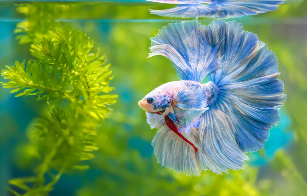 A white and blue betta fish in a tank.
