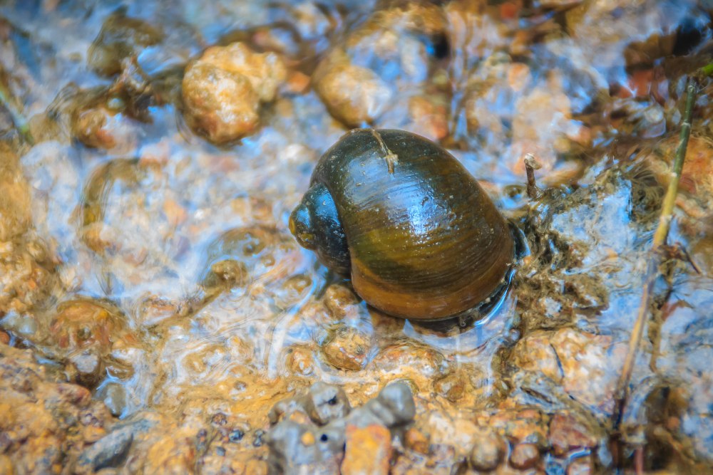 Close up picture of a snail in some shallow water