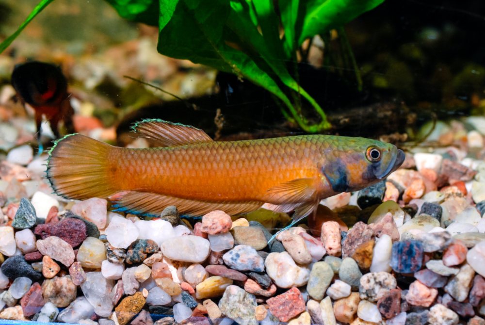 Small orange fish laying on rocks at bottom of fish tank.