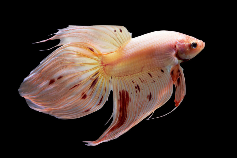 A peach betta fish with red spots.