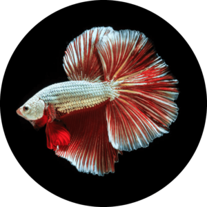 Red and white fish against a black background.