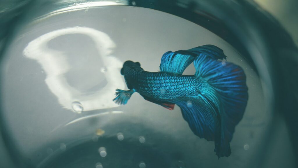 A top view of a blue fish with flowy fins swimming in a fish bowl.