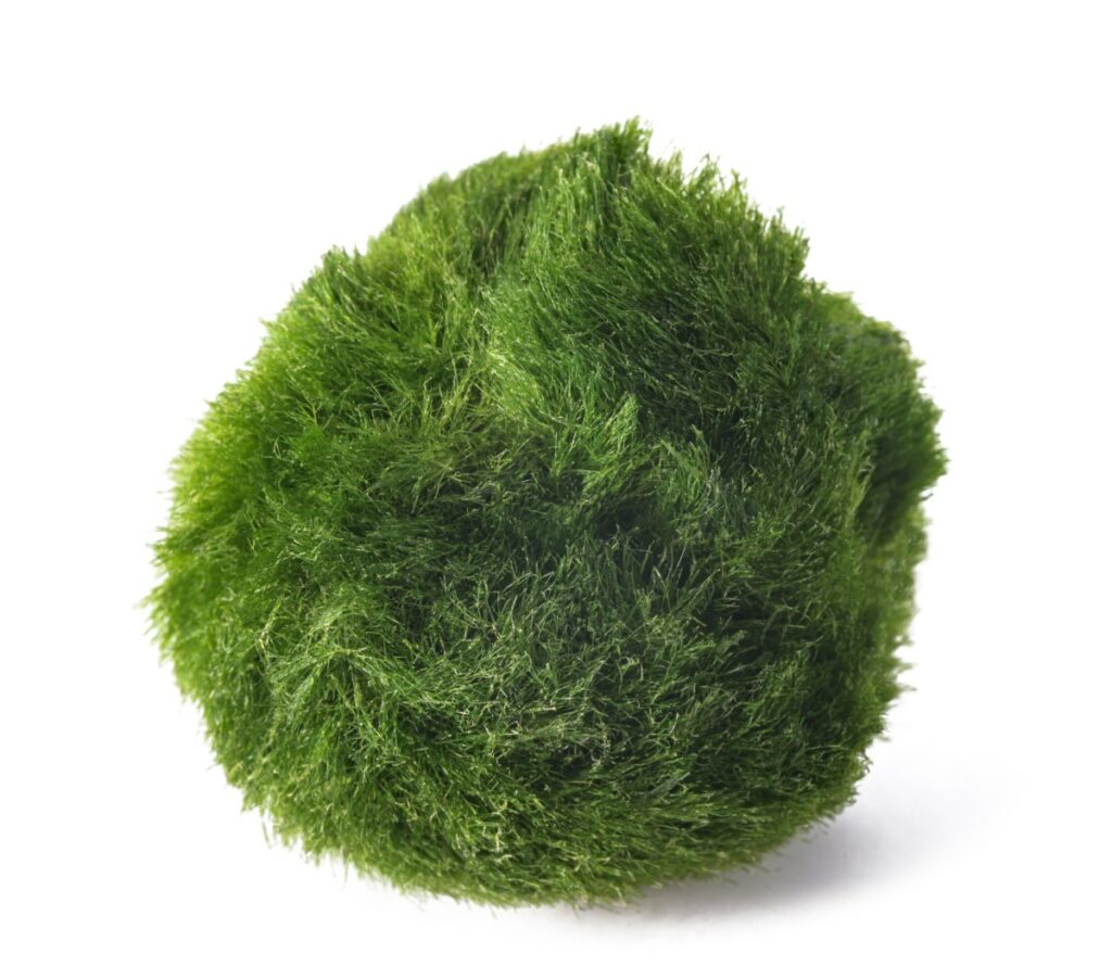 A green ball of moss.