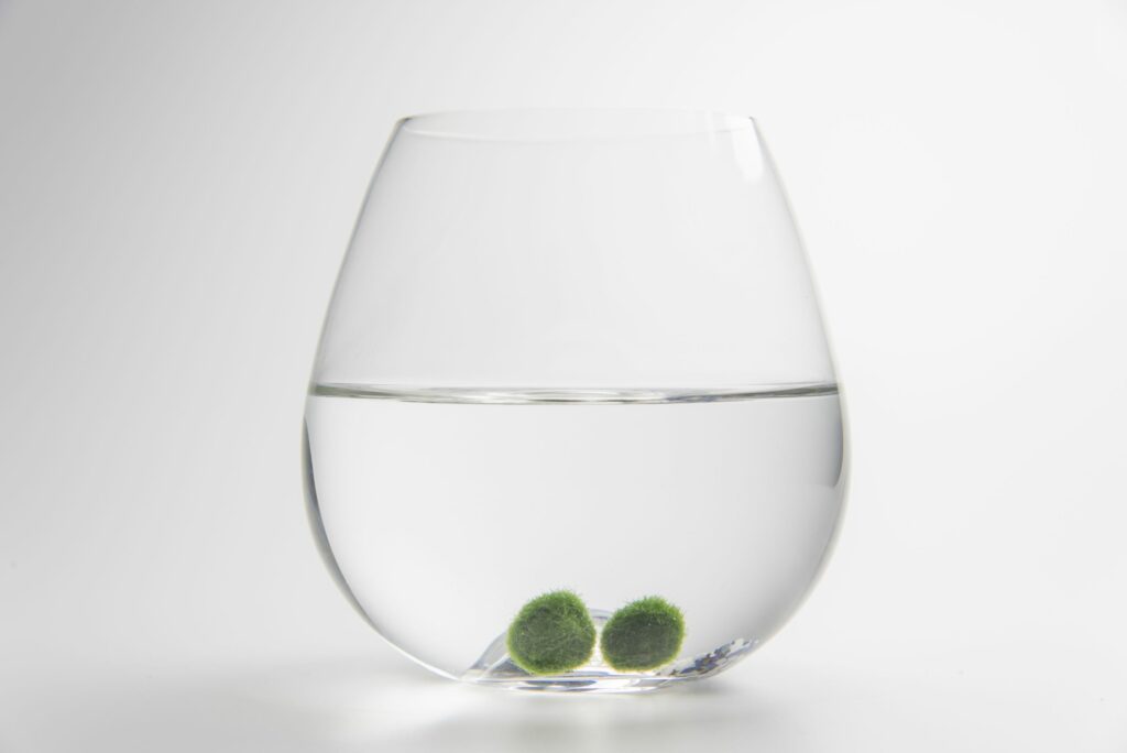 Two green balls of moss sitting in a small fish bowl.