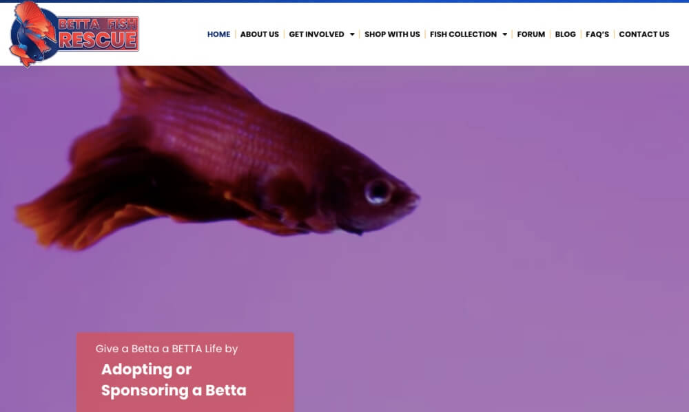 Screenshot of bettafishrescue.org homepage with red betta fish swimming across a purple background. The words "Give a betta a betta life by adopting or sponsoring a betta" are in white text in a red text box.