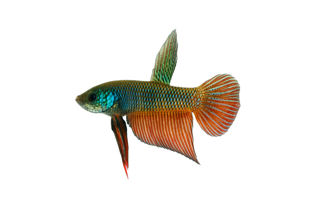 A green and orange small fish.