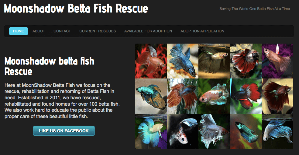 Screenshot from the homepage of moondshadowbettafish.weebly.com. A collage of 15 betta fish is on the right side of the screen, and a description of Moonshadow betta fish rescue is on the left with a button to directing to their Facebook page.