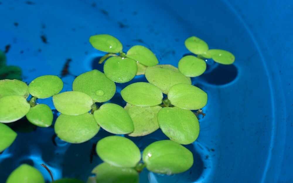 Frogbit plant on the surface of water.